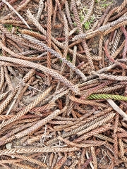 Araucaria