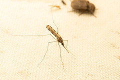 Anopheles annulipes