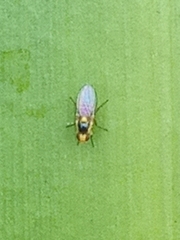 Chlorops