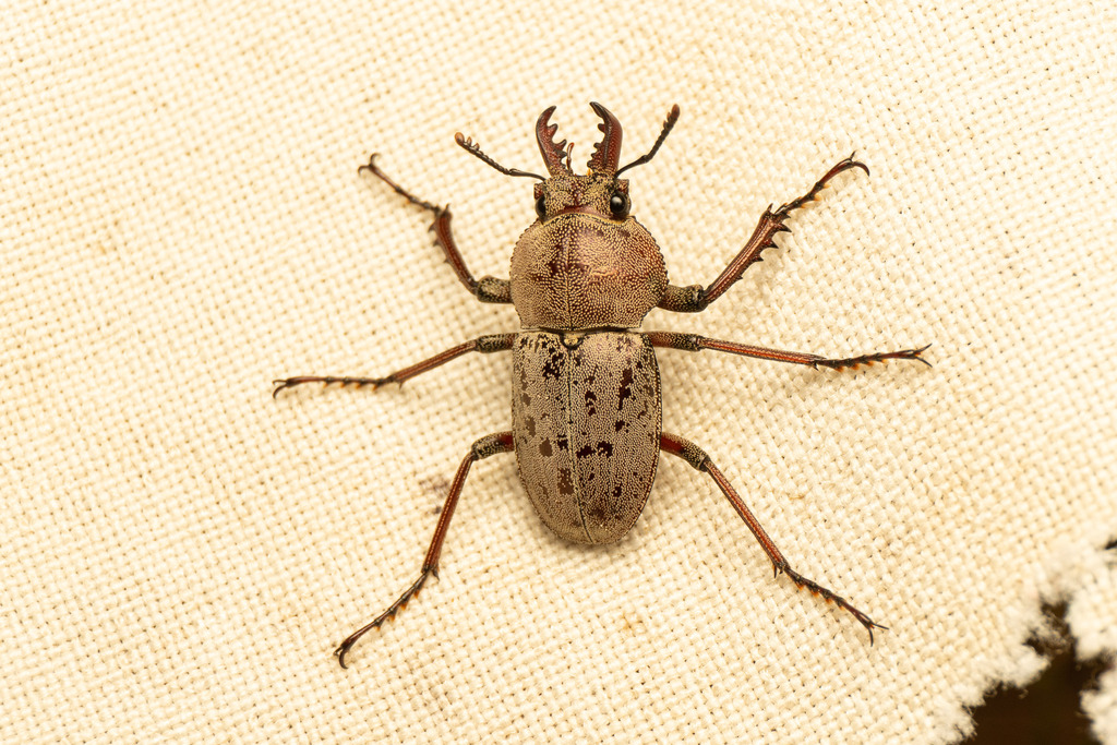 Cacostomus squamosus