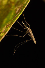Anopheles annulipes