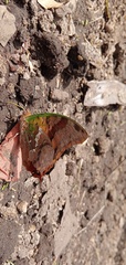 Charaxes candiope