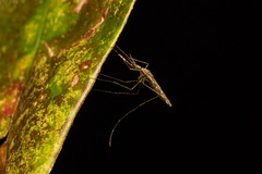 Anopheles annulipes