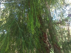 Exocarpos cupressiformis