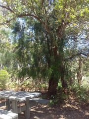 Exocarpos cupressiformis