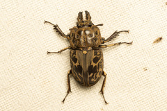 Ryssonotus nebulosus