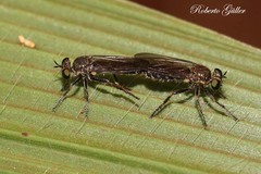Atoniomyia
