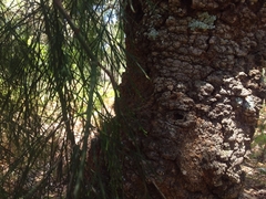 Exocarpos cupressiformis