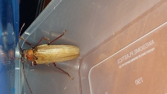 Agrianome spinicollis