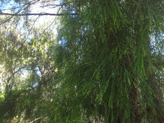 Exocarpos cupressiformis