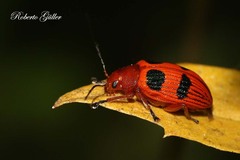 Metaxyonycha tarsata