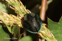 Cyrtonota