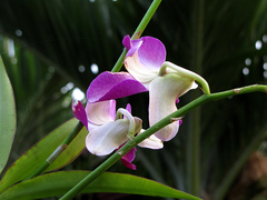 Orchidaceae