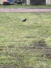 Corvus corone corone