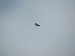 Spizaetus tyrannus