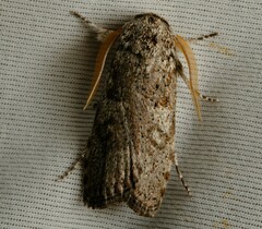 Cryptophasa irrorata