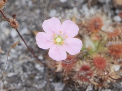 Drosera pulchella