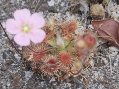 Drosera pulchella
