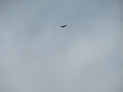 Spizaetus tyrannus