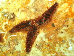 Coscinasterias tenuispina