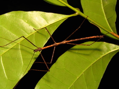 Candovia