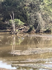 Sarkidiornis melanotos