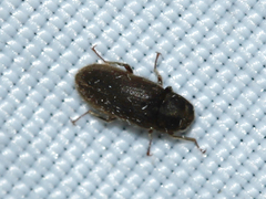 Dryopidae