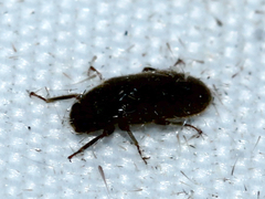 Dryopidae