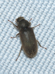 Dryopidae