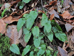 Omphalodes cappadocica