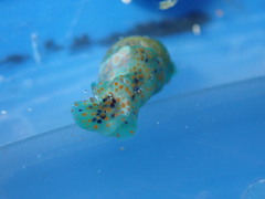 Lamprohaminoea ovalis