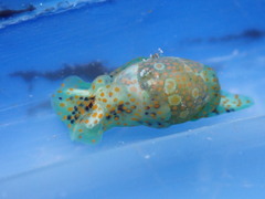 Lamprohaminoea ovalis