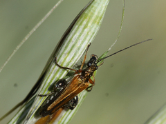 Oedemera podagrariae