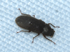 Dryopidae
