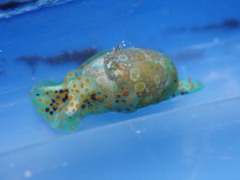 Lamprohaminoea ovalis