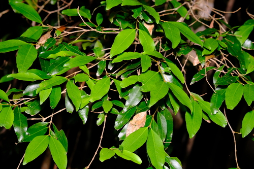 Image of Austrobuxus swainii by (c) Peter Crowcroft, some rights reserved (CC BY)