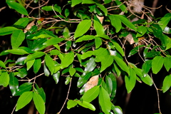 Austrobuxus swainii
