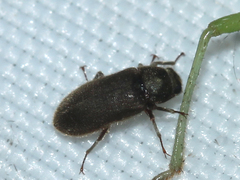 Dryopidae