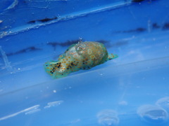 Lamprohaminoea ovalis