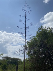 Agave sisalana