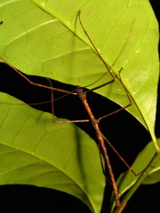 Candovia