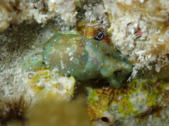 Lamprohaminoea ovalis