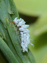 Cryptolaemus
