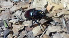 Xylotrupes