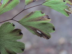 Phoma adianticola