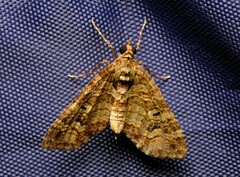 Crasilogia gressitti