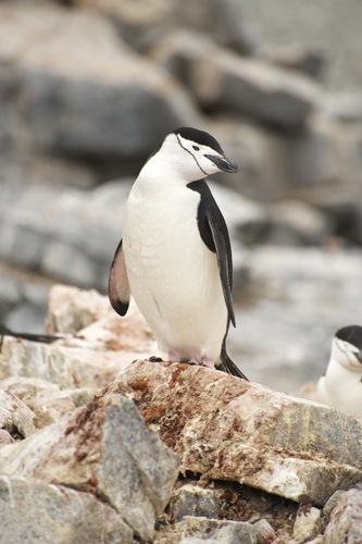 Pygoscelis antarcticus