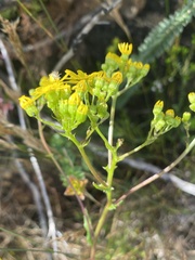 Senecio variifolius