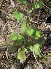 Senecio variifolius