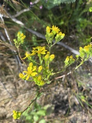 Senecio variifolius